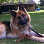 🐾Zak the German Shepherd 🐾 - @zak.thegshepherd - Instagram