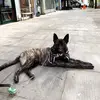 zak_the_germanshepherd_ - @zak_the_germanshepherd_ - TikTok