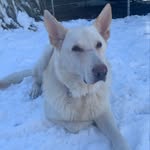 Zak - @zak_the_shepherd - Instagram