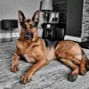 ZakShepherd1 - @zakshepherd1 - TikTok