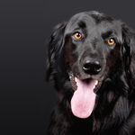 Zak Wallace - @loverspetsofday - Instagram