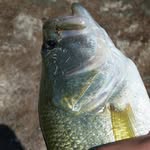 Zane britton - @outlaw.yak.fishing - Instagram