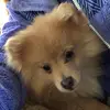 Zane Cook - @_.zane.the.pup._ - TikTok
