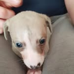 Zane and Cooper - @zane_cooper_dogs - Instagram