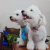 musha - @zanelycortez - TikTok