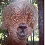 Fear The Fro - @zane_harmon_fro - Instagram
