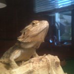 Zane Jensen - @zanedadragon - Instagram