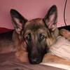 Zane GSD - @zane_the_german_shepard - TikTok