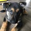 Zane - @zanethegermanshepard - TikTok