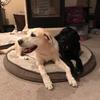 Zane SNYDER - @branden.the.lab - TikTok