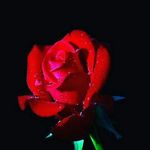 Zane Vance - @stank_stank999 - Instagram