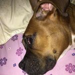 insane zane - @zanewade35 - Instagram