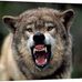 Zane Wolf - Facebook