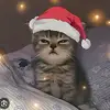Zane Wong - @zane.wong1 - TikTok