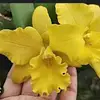 zanewong84 - @zanewong84 - TikTok