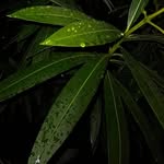 Zane Garcia - @that_writer_zane - Instagram