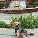 Zane - @zane.wilson_yorkie - Instagram