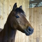 @zanyhorclse_kiwi - Instagram