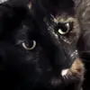 cheese cake gobbler - @zara.arnold1 - TikTok