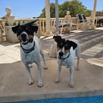 My bbys 🐶💕 - @barry_zara_ - Instagram
