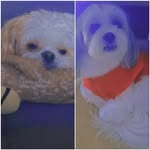 Zara e Benjamin - @zara.benjamin_00 - Instagram