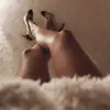 Zara Bishopx - @zarabishop155 - TikTok