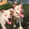 Zara e Buck - @zara_e_buck - TikTok
