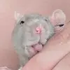 Zara Carrolla - @zara.carrolla - TikTok