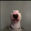 user9943758716234 - @zaradoglover8 - TikTok
