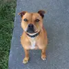 Zara_doglover - @zara_doglover - TikTok