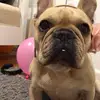 Zoey_Zara_Tank_DogLover - @zoey_zara_tank_doglover - TikTok