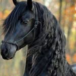 Zara Ingram - @zara_equestrianhorses - Instagram