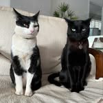 😺 2 gatinhos “vira-latas”           Zara e Johnny - @zarajohnnycats - Instagram