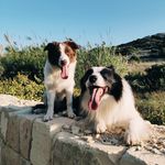 Logan & Zara - @logan.n.zara.bordercollies - Instagram