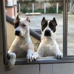 Zara e Logan - @amordepitbulls - Instagram