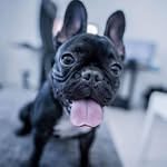 Zara May - @zara.may.the.frenchie - Instagram