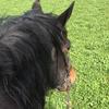 Zara Scott - @zara_equine - TikTok