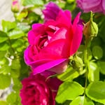 Zara Shaw - @zarashaw1359 - Instagram