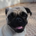 Zara Silva - @dogg_zara - Instagram