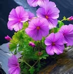 Zara Singh - Facebook