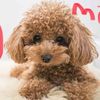 Zara_Townsend - @coco_milo60 - TikTok