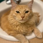 Zara Wallace - @crazycatladyzara - Instagram