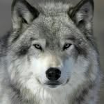 _Zara_Wolf_313_ - @zara_wolf_313 - Instagram