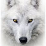 @zara_wolf_1 - Instagram