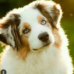 Zara wolf - @wolf_girl_zara - Instagram