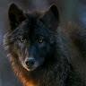 zara wolf - @zarawolf4 - TikTok