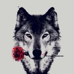 Zara - @zarawolf96 - Instagram