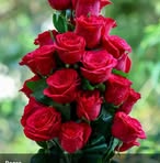 Zarina Ansari - Facebook