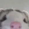 zariannamitchell - @zariannamitchell - TikTok