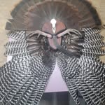 Zeb Irwin - @irwin_euromounts - Instagram